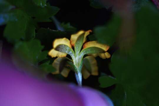 Image of Goodenia hederacea subsp. alpestris (K. Krause) R. Carolin