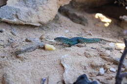 Image of Podarcis pityusensis formenterae (Eisentraut 1928)