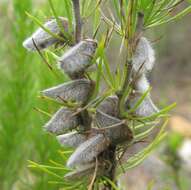 Слика од Aspalathus setacea Eckl. & Zeyh.