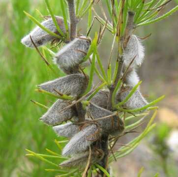 Image of Aspalathus setacea Eckl. & Zeyh.