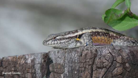 Image of Teapen Rosebelly Lizard