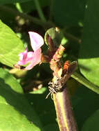 Image de Larra bicolor Fabricius 1804