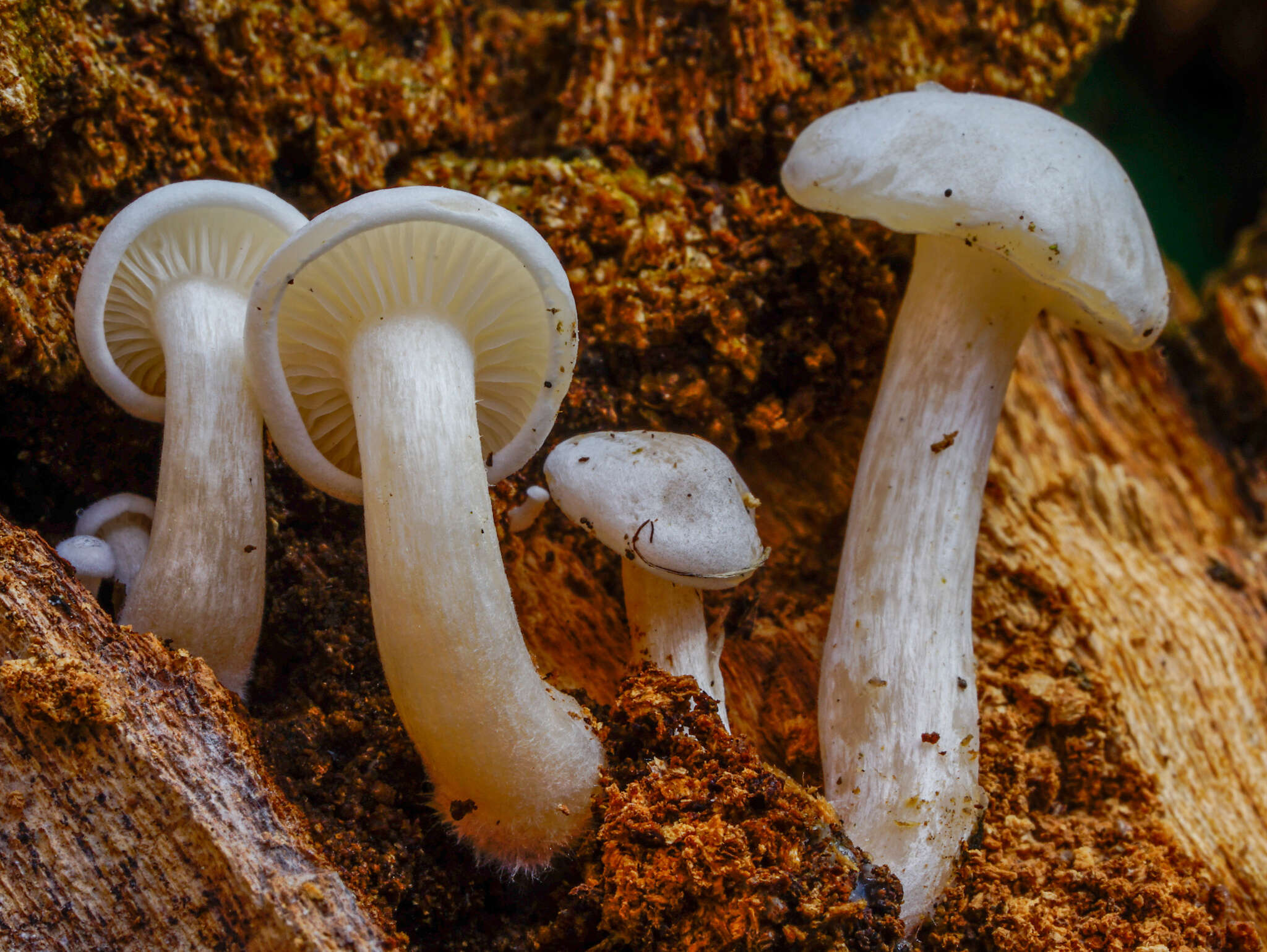 Clitocybe truncicola (Peck) Sacc. 1887 resmi