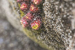 Image of Saxifraga boussingaultii Brongn.