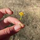 Image of mointain monkeyflower