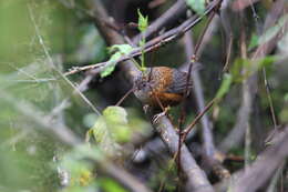 Image of Bar-winged Wren Babbler