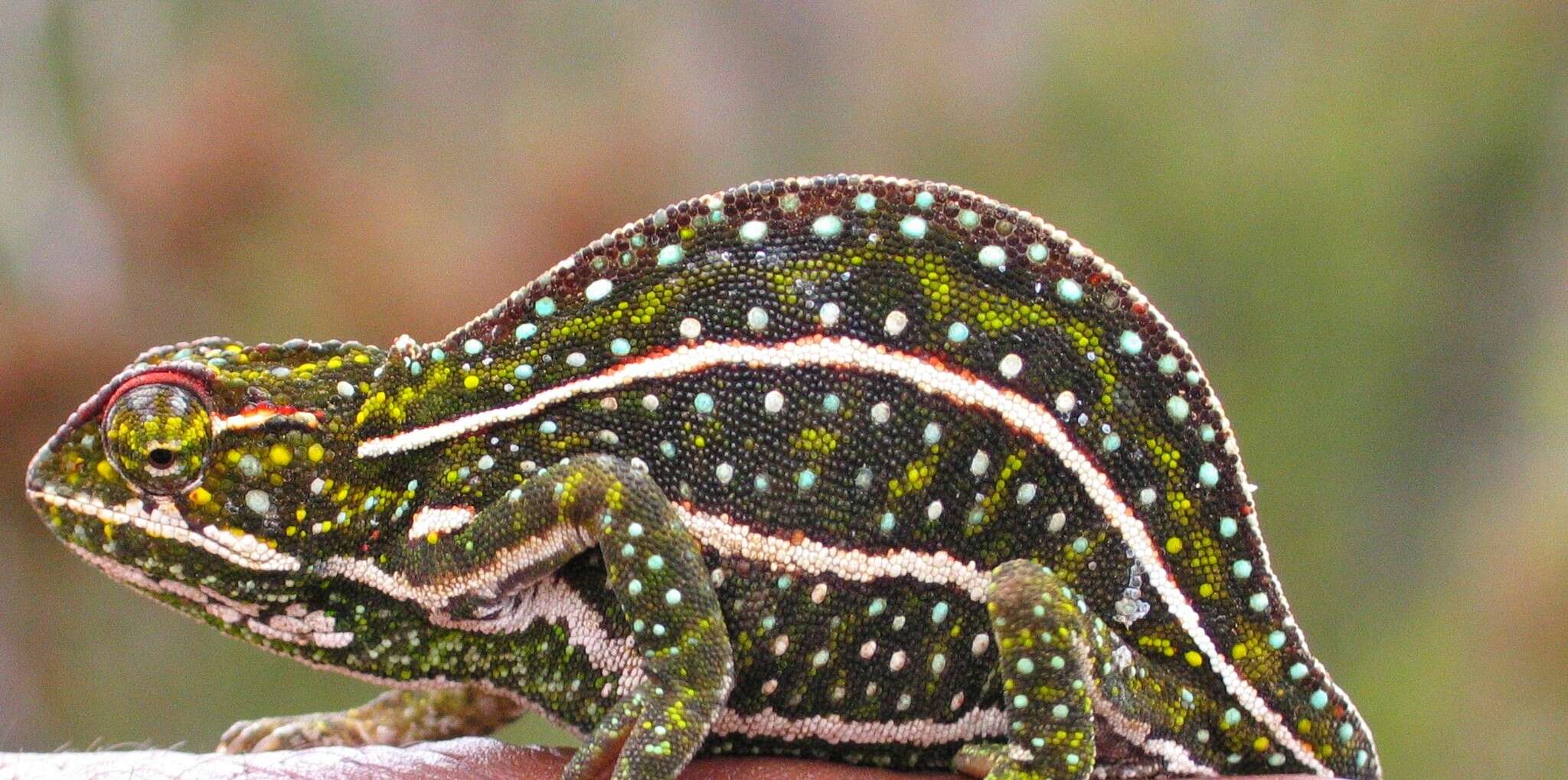 Image of Jeweled chameleon