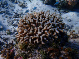 Image of Stony corals