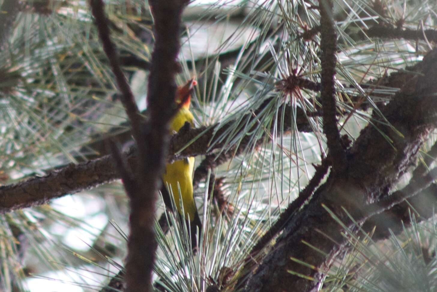 Image of Western Tanager