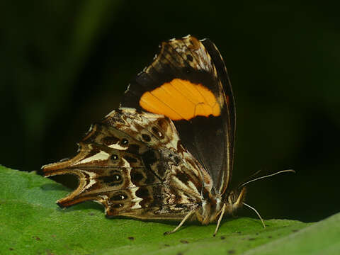 Image of Daedalma boliviana