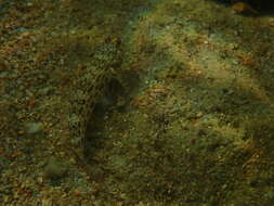 صورة Istigobius ornatus (Rüppell 1830)