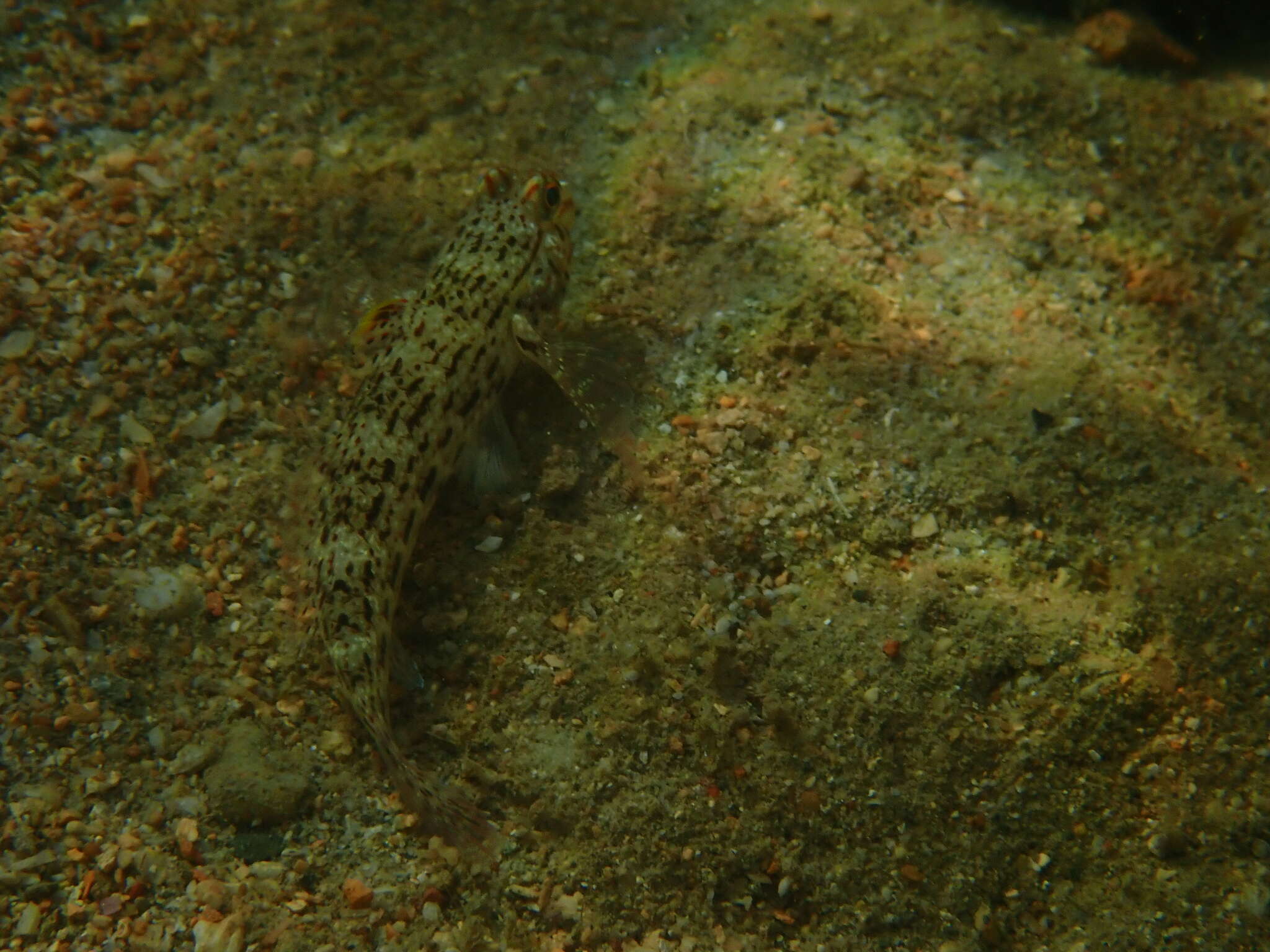 صورة Istigobius ornatus (Rüppell 1830)