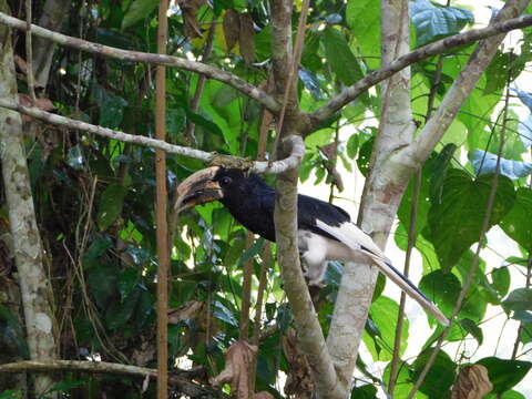 Image of Piping Hornbill