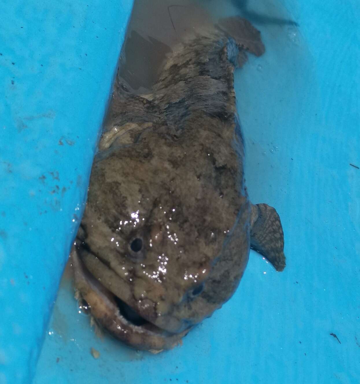 Image of Gulf Toadfish