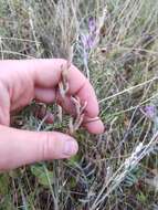 Imagem de Astragalus varius S. G. Gmelin