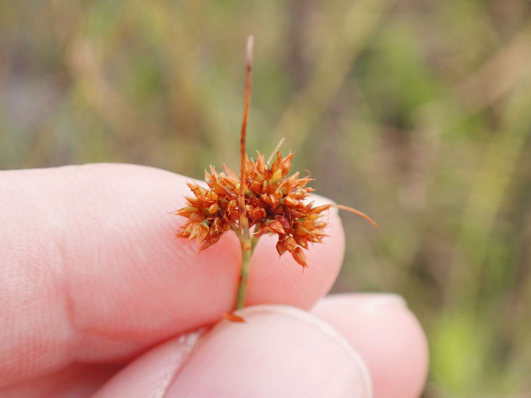 Rhynchospora fernaldii Gale resmi