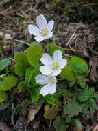 Imagem de Oxalis acetosella L.