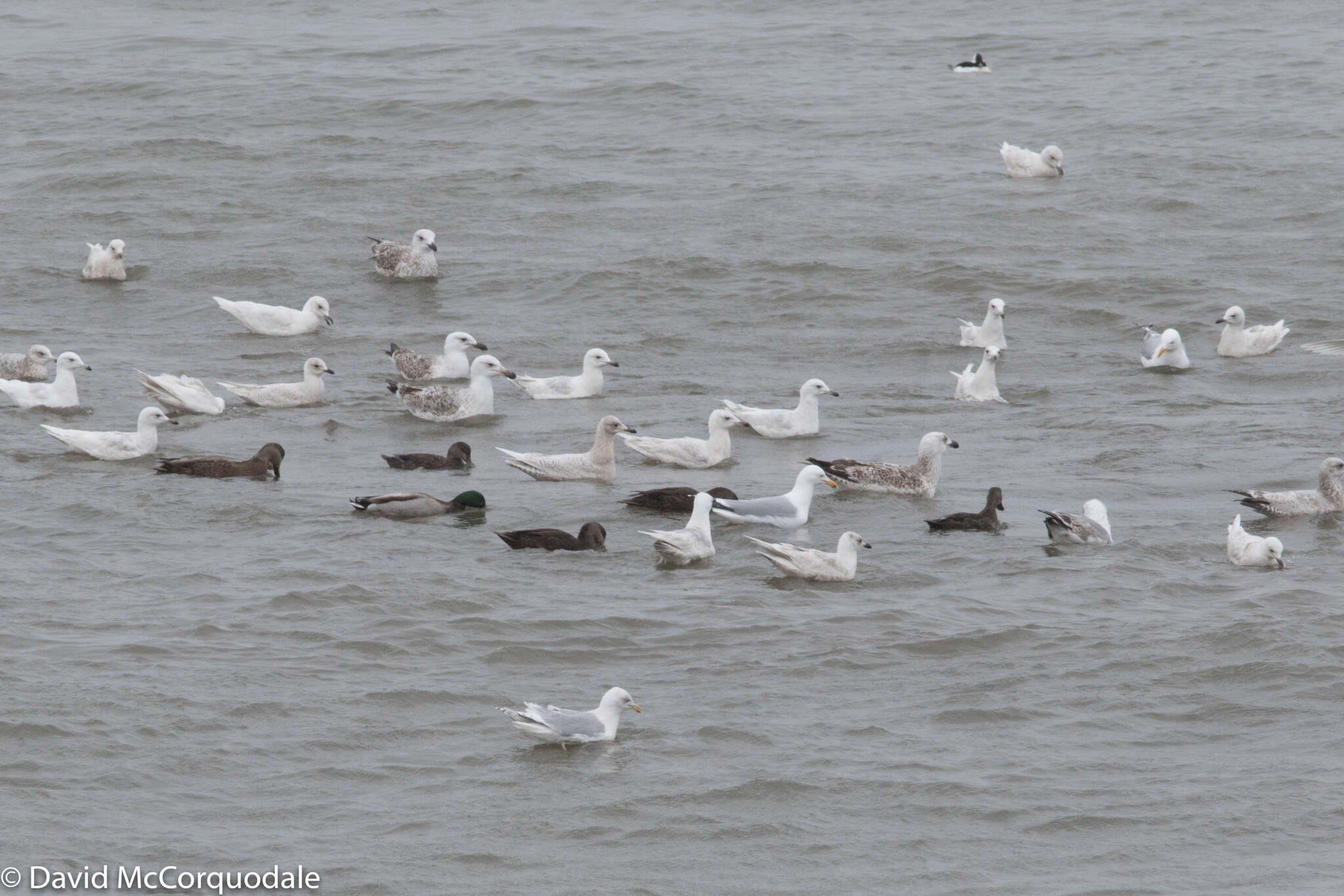 Image de Larus glaucoides kumlieni Brewster 1883