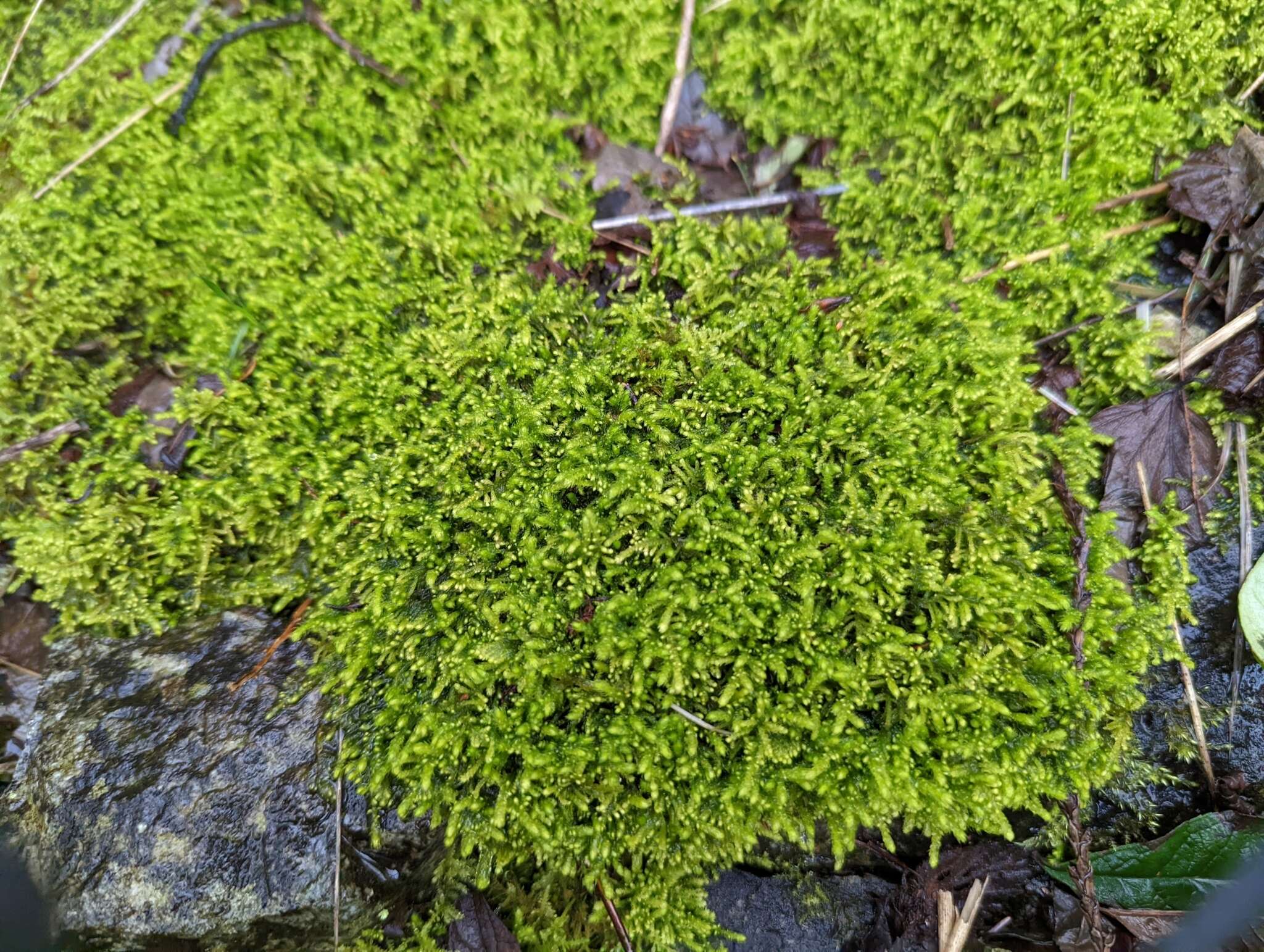 Image of Bolander's claopodium moss