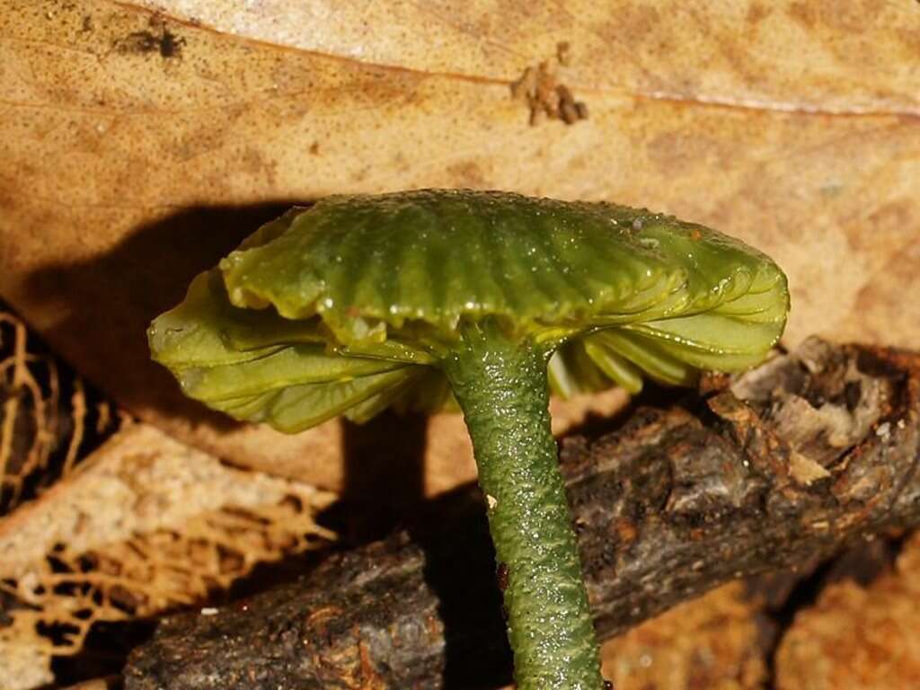 Image of Gliophorus pseudograminicolor (A. M. Young) P. M. Kirk 2013