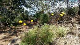 Image de Coreopsis maritima (Nutt.) Hook. fil.