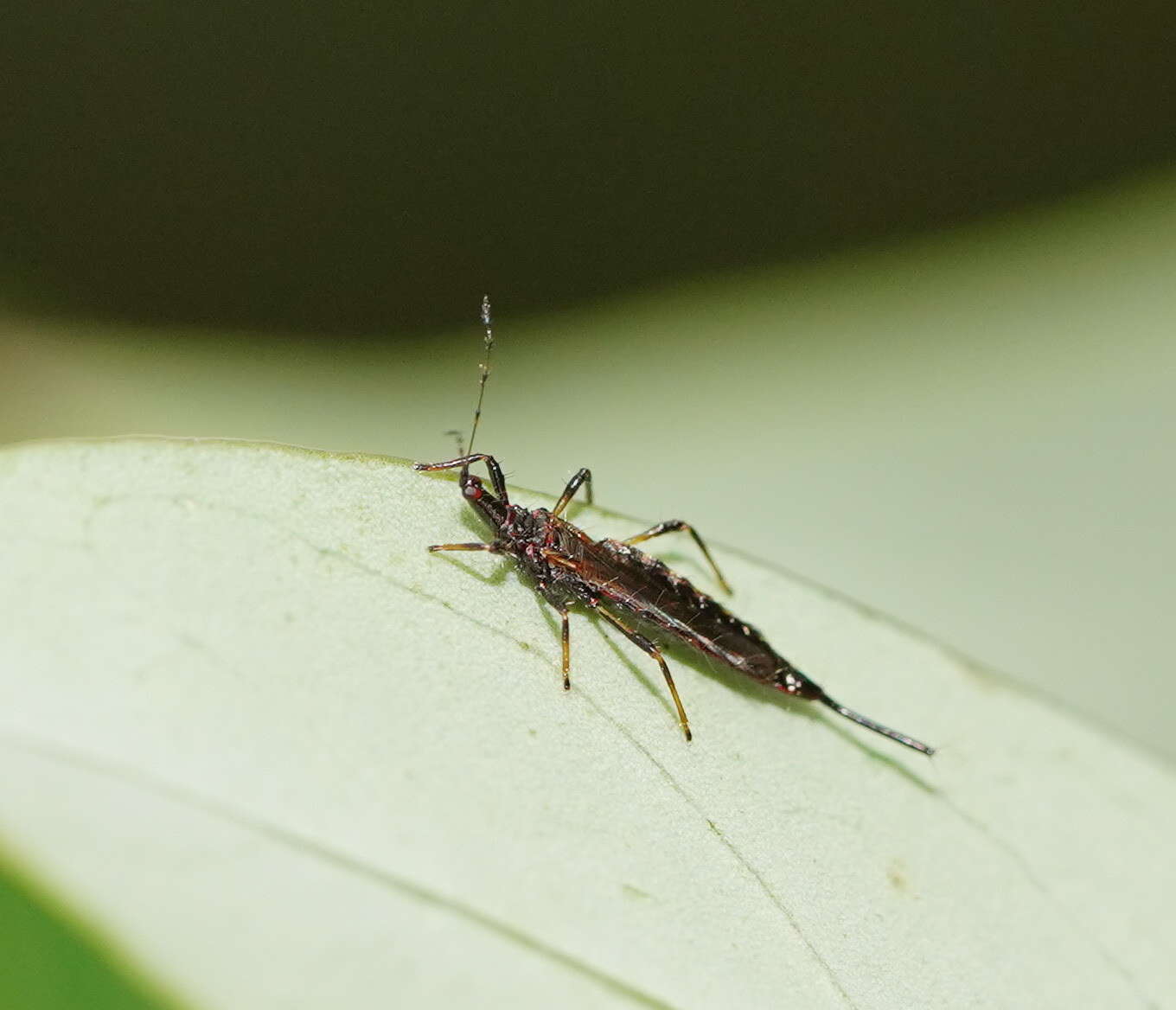 Image of Idolothrips