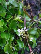 Image of Common Scurvygrass