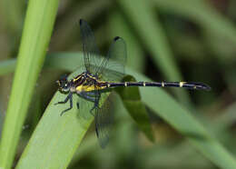 Imagem de Austrogomphus bifurcatus Tillyard 1909