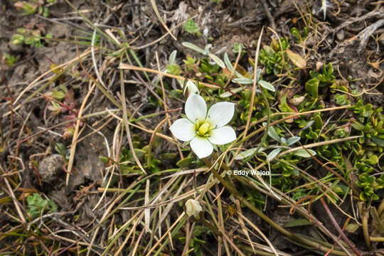 Imagem de Gentianella eichleri (L. G. Adams) Glenny