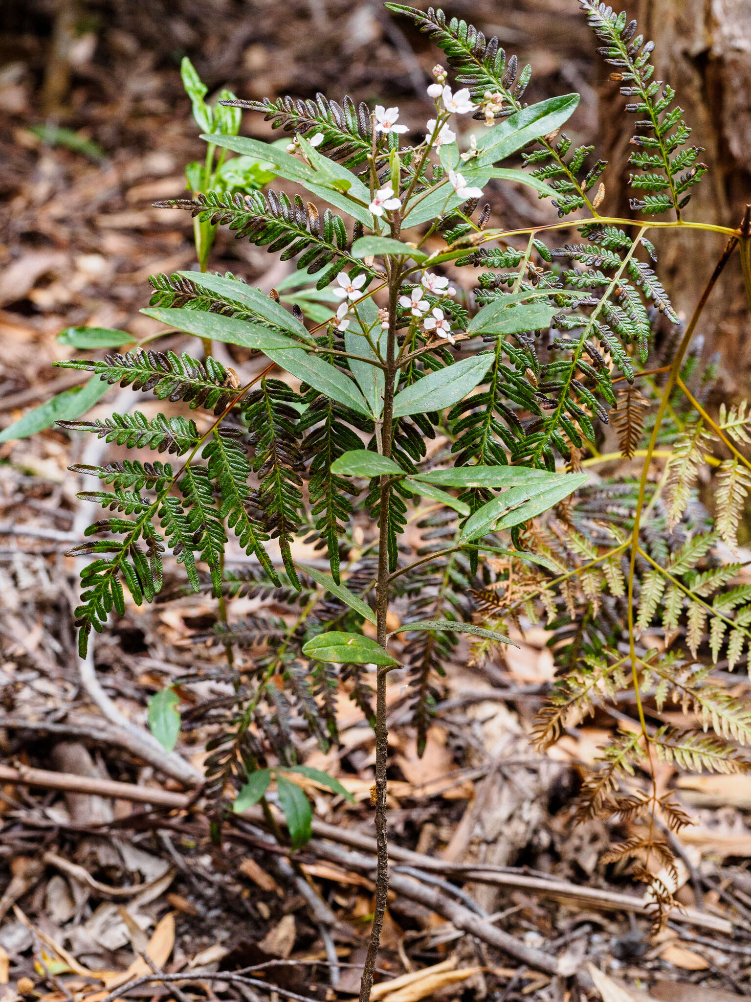 Image of Zieria arborescens Sims