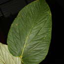 Image of Piper euryphyllum C. DC.
