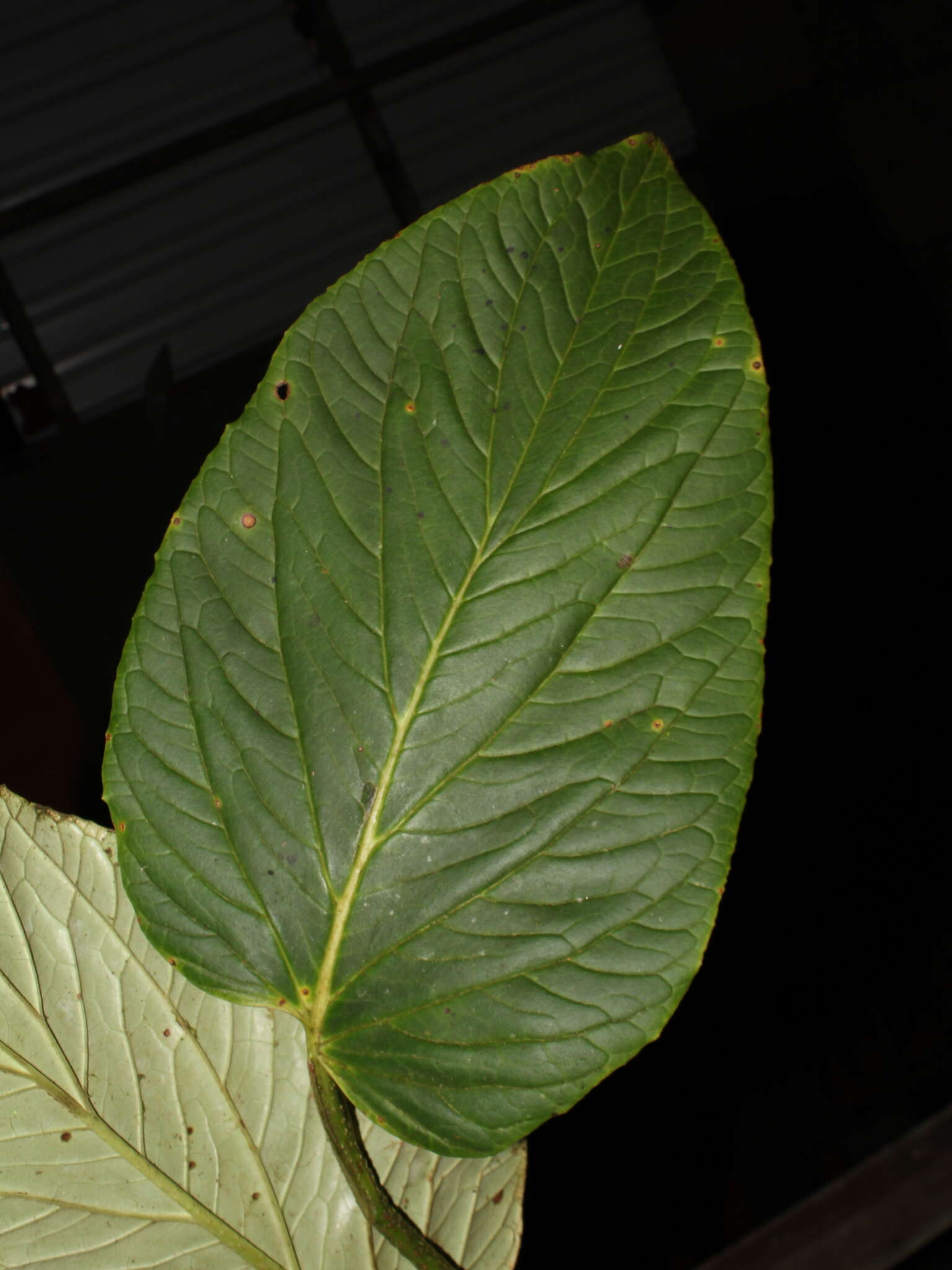 Image of Piper euryphyllum C. DC.