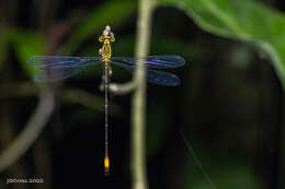 Image of Heteragrion bariai De Marmels 1989