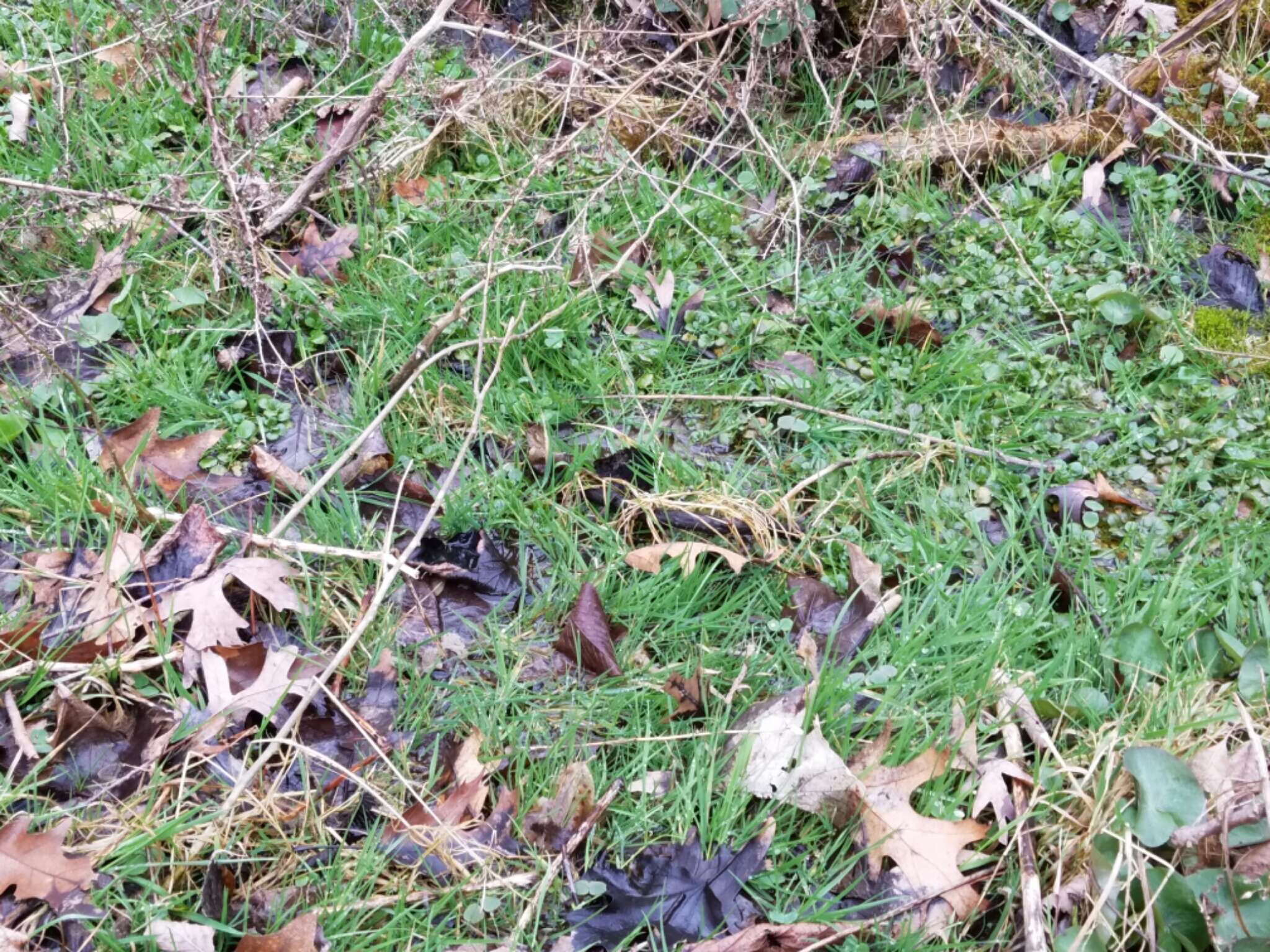 Image of creeping bentgrass