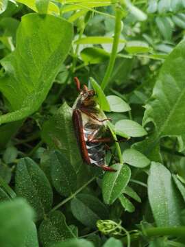 Image of Common cockchafer