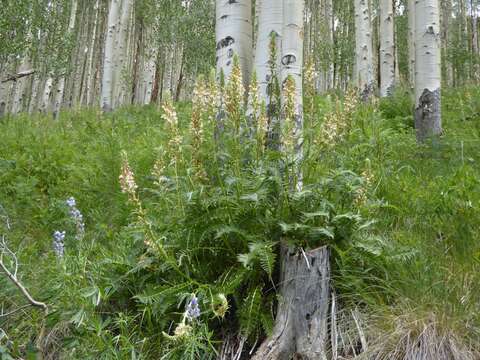 Image of Giant Lousewort