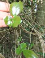 Image de Rhoicissus sessilifolia E. Retief