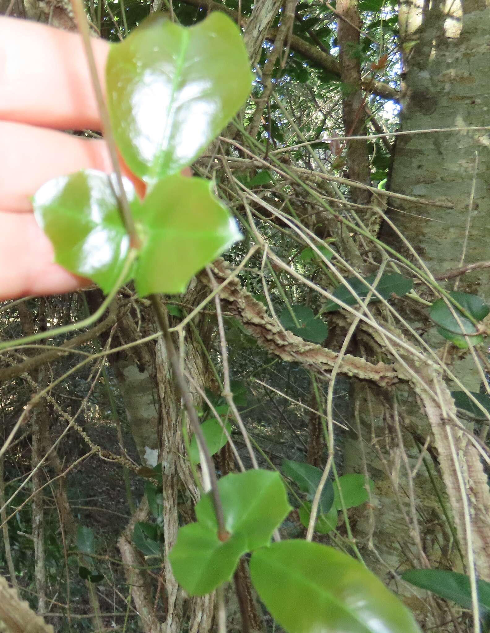 Image of Rhoicissus sessilifolia E. Retief