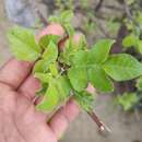 Image of Bursera epinnata (Rose) Engl.