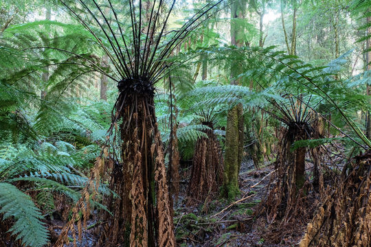 Image of <i>Dicksonia antarctica</i>