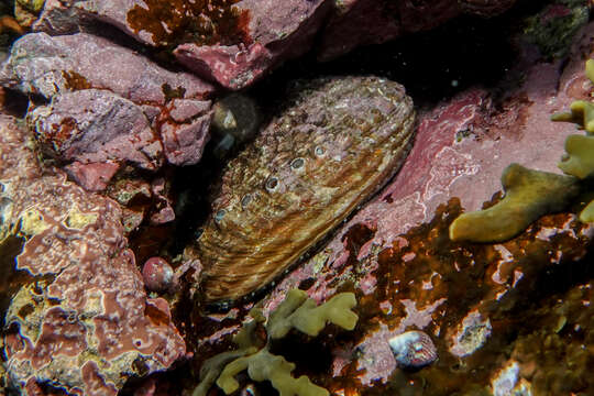 Image of silver abalone