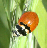 Image of Three-banded Lady Beetle