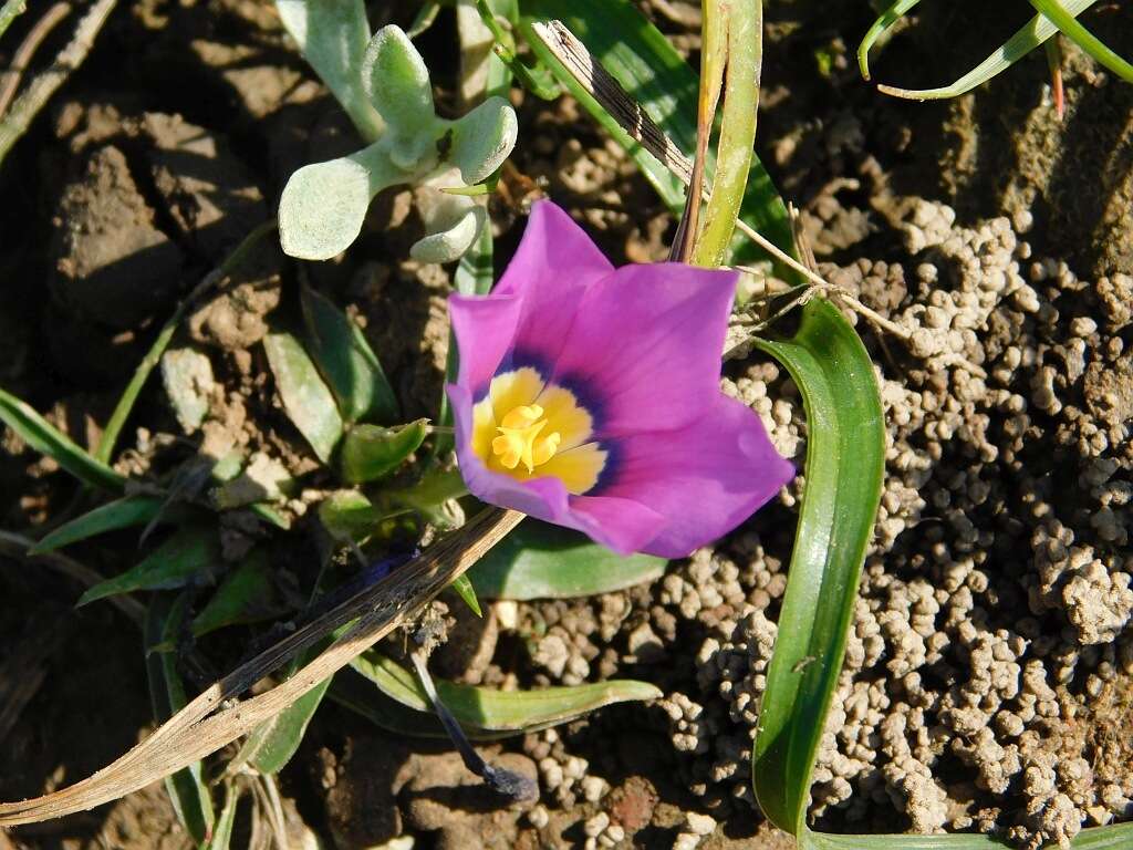 Image of Moraea barnardiella Goldblatt