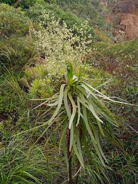 Image of Lomandra insularis Schltr.