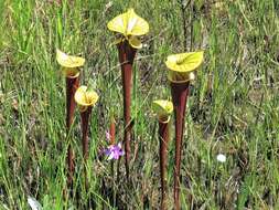 Image of <i>Sarracenia flava</i> var. <i>rubricorpora</i>