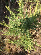 Image of Cuman ragweed