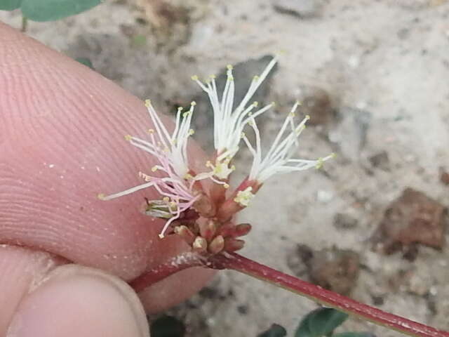 Image of dwarf stickpea