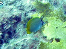 Image of Crochet Butterflyfish