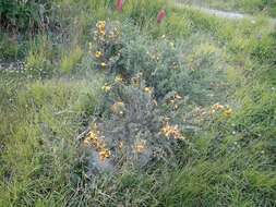 Image of Scotch broom