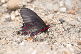 Image of Parides photinus (Doubleday 1844)